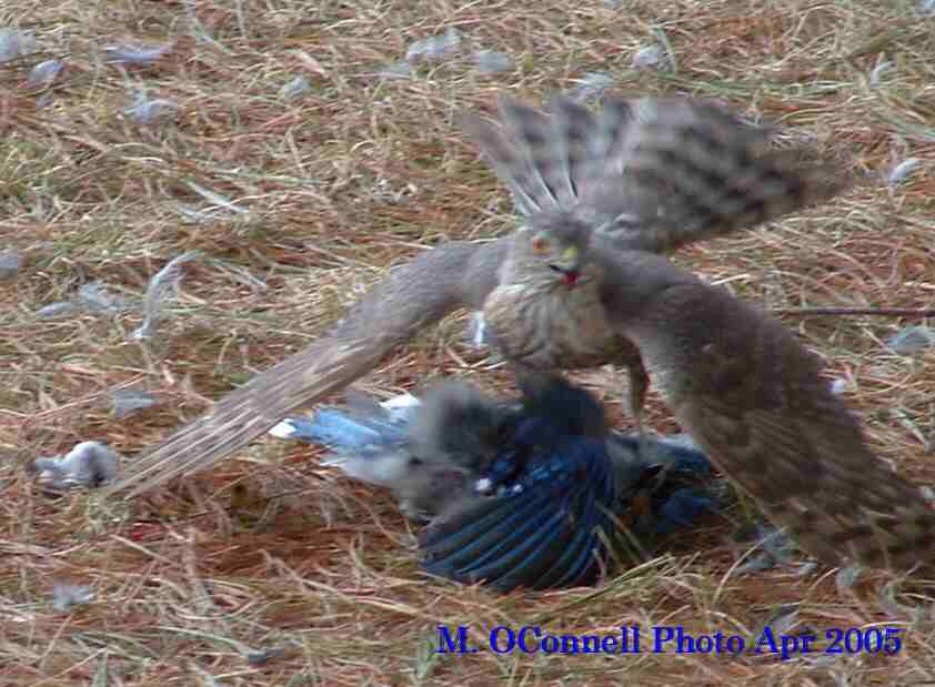 coopers_hawk__blue_jay_2_2.jpg