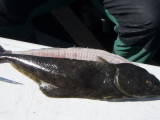 th_Halibut2008005.jpg