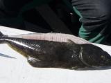 th_Halibut2008005-1.jpg