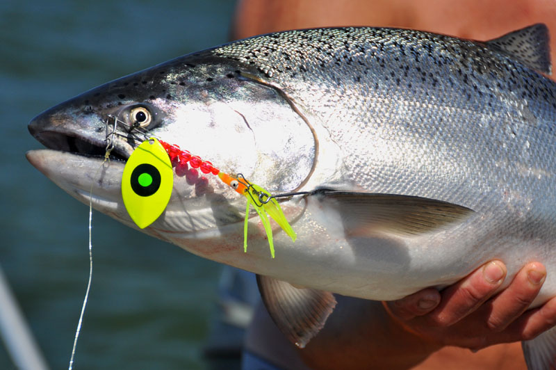 Ideas for salmon trolling spinners