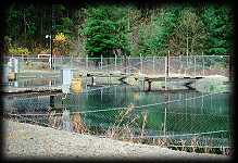 The Snider Creek project rearing pond