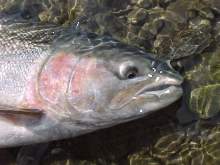 A close-up of a pretty hen steelhead