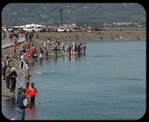Fish splashing and fisherman working for them at the Homer Spit Fishing Hole