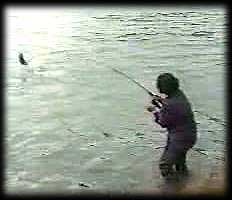 salmon fishing video