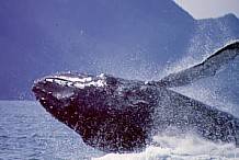 Watch breaching whales! Photo Courtesy of Kenai Fjords Tours
