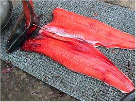 filleting salmon