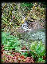 Snider Creek's confluence with the Sol Duc River